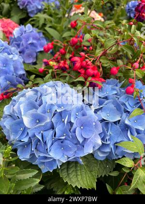 Verschiedene Blumen in verschiedenen Farben und Formen blühen in einem Garten Stockfoto