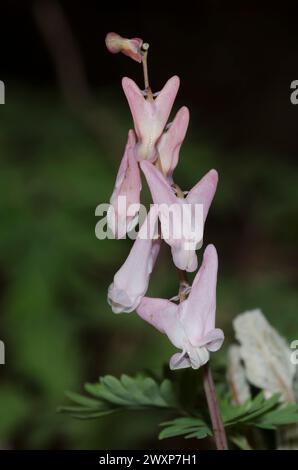 Dutchman's Hosen, Campanula pyramidalis cucullaria Stockfoto