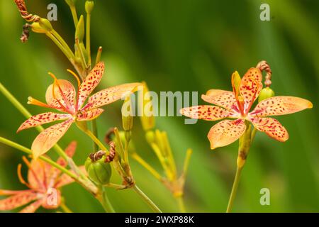 Iris domestica, auch bekannt als Leopardenlilie, brombeerlilie und Leopardenblüte, Stockfoto