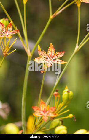 Iris domestica, auch bekannt als Leopardenlilie, brombeerlilie und Leopardenblüte, Stockfoto