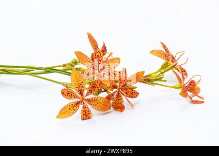 Iris domestica, bekannt als Leopardenlilie, brombeerlilie und Leopardenblüte auf weißem Hintergrund Stockfoto