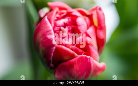 Rote Tulpenblüte wächst in einem Frühlingsgarten, Makrofoto mit selektivem Fokus Stockfoto