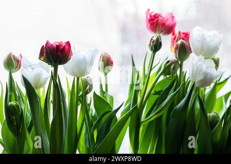 Tulpenblüten wachsen auf einer Fensterbank, Nahaufnahme mit selektivem Weichfokus Stockfoto