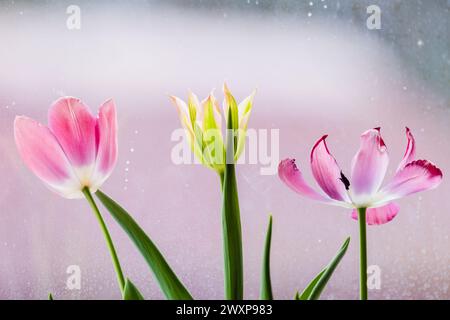 Farbenfrohe Tulpenblüten wachsen vor einem Fenster, Nahaufnahme mit selektivem Weichfokus Stockfoto