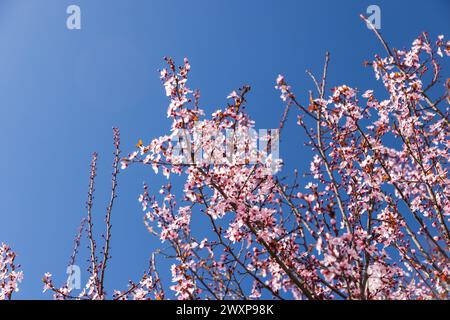 Kirschpflaume in Blüte an einem sonnigen Tag. Prunus cerasifera rosa Blumen stehen unter blauem Himmel Stockfoto