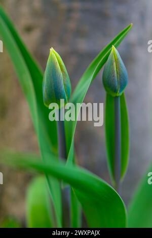 tulpenknospen Stunden vor der Blüte Stockfoto