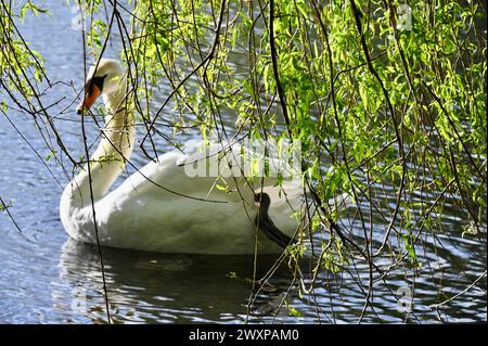 Mute Swan, Foots Cray Meadows Nature Reserve, Sidcup, Kent, Großbritannien Stockfoto