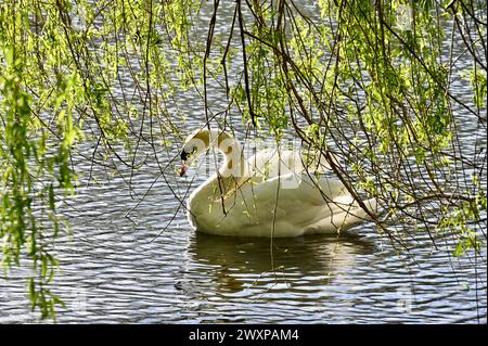 Mute Swan, Foots Cray Meadows Nature Reserve, Sidcup, Kent, Großbritannien Stockfoto