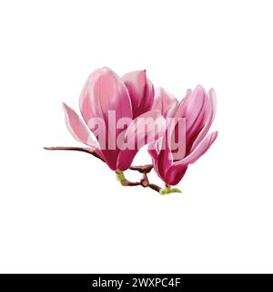 Rosafarbene Magnolienblüten auf Zweig, Aquarell isolierte Illustration auf weißem Hintergrund Stockfoto