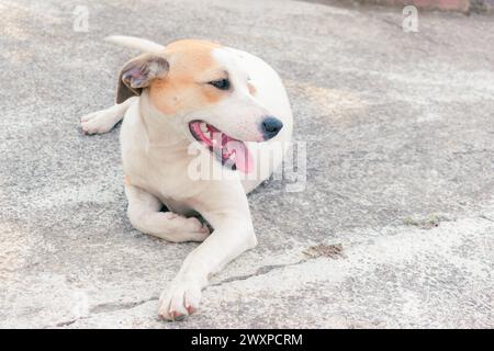 Ein junger kreolischer Hund liegt an einem sonnigen Sommertag auf dem Boden, Bild mit Platz für Text Stockfoto