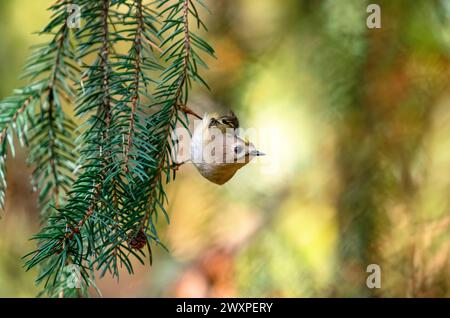 Ein kleiner gelbköpfiger Zaunvogel sitzt auf Fichtenzweigen im Frühlingswald Stockfoto