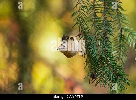 Ein kleiner gelbköpfiger Zaunvogel sitzt auf Fichtenzweigen im Frühlingswald Stockfoto