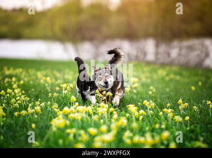 Pelzige Freunde, eine schwarze Katze und ein fröhlicher Hund laufen an einem sonnigen Frühlingstag Seite an Seite auf einer grünen Wiese Stockfoto