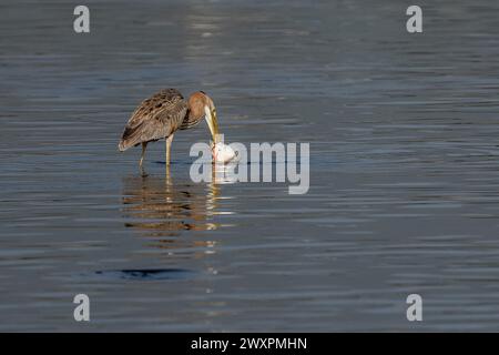 Purpurreiher (Ardea purpurea), der einen Fisch fängt Stockfoto