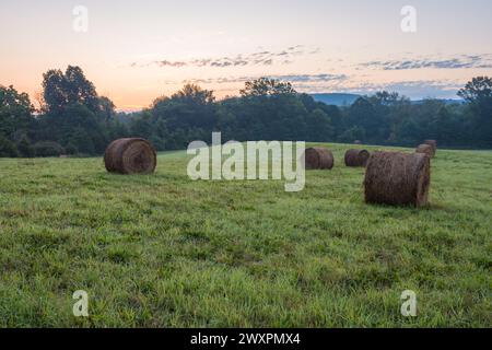 Frisch gerollte Heuballen ruhen an einem Spätsommermorgen auf einem Bauernhof Stockfoto