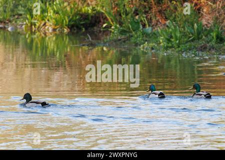 Drei Stockenten (Anas platyrhynchos), die über dem Fluss Serpis schwimmen, während sie sich vor dem Fotografen Alcocer de Planes, Spanien, verstecken Stockfoto