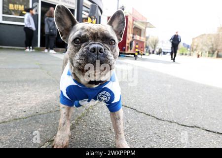 London, Großbritannien. März 2024. MATRADE Loftus Road Stadium MATRADE Loftus Road Stadium QPR Dog vor dem EFL Sky Bet Championship Spiel zwischen Queens Park Rangers und Birmingham City im MATRADE Loftus Road Stadium England am 29. März 2024. (Andy Shaw/SPP) (Andy Shaw/SPP) Credit: SPP Sport Press Photo. /Alamy Live News Stockfoto