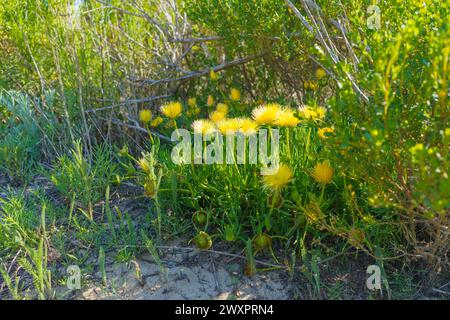 Leuchtend gelbe Blüten der saftigen Pflanze Schweinswurzel (Conicosia pugioniformis), die in der Wüste, Kalifornien, blüht Stockfoto