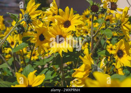 Verschiedene Pflanzen und Blumen zum Verkauf in einer Gartenschule. Sonnenblumen in Blumentöpfen aus der Nähe Stockfoto