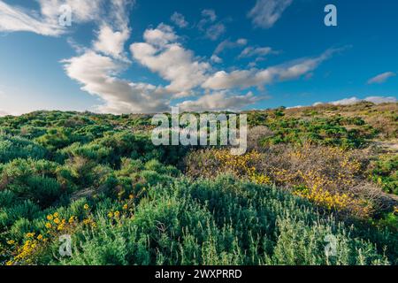 Wildnis. Sträucher und Wildblumen. Kolonie der silbernen Lupine (Lupinus argenteus), wunderschöne erbsenartige blaue Wildblumen in Blüte, und die Wolke Stockfoto