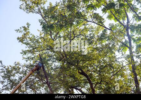 Holzfäller verwendet beim Schneiden von Ästen auf Bäumen eine Teleskopschneidsäge. Stockfoto