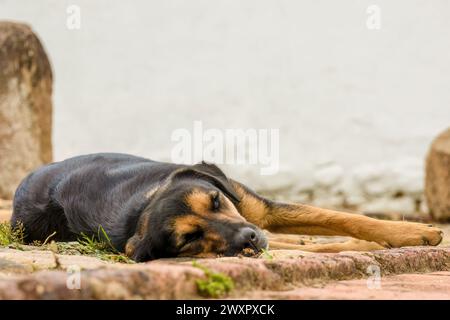 Ein schwarz-brauner Straßenhund schläft auf dem Steinboden eines Parks in der Kolonialstadt Villa de Leyva im Zentrum Kolumbiens. Stockfoto