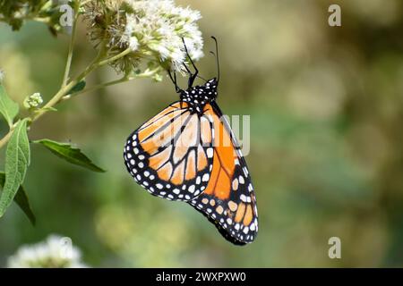 Südlicher Monarchschmetterling (Danaus erippus) auf Austroeupatorium inulifolium Wildblume, gesehen in Buenos Aires, Argentinien Stockfoto