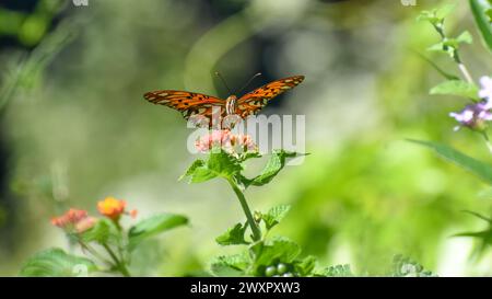 Der Gulf Fritillary oder Passionsschmetterling (Agrulis vanillae maculosa, oder Dione vanillae), auf spanisch Espejito genannt, gesehen in Buenos Aires Stadt Stockfoto