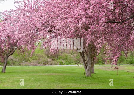 Reife Krabbenbäume in voller Blüte. Stockfoto