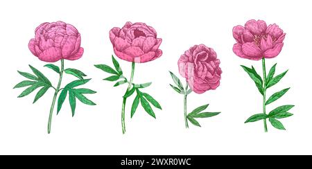 Rosa Pfingstrose Illustration im Retro-Stil isoliert auf weißem Hintergrund. Vektorabbildung. Stock Vektor