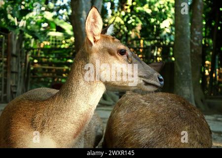 Eine nicht identifizierte Hirschart (rusa) wurde im Bali Zoo in Singapadu, Sukawati, Gianyar, Bali, Indonesien fotografiert. Stockfoto
