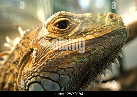 Ein Leguan (wahrscheinlich ein männlicher, grüner Leguan, Iguana-Leguan) in einer Veterinäreinrichtung, die vom Zoo von Bali in Singapadu, Sukawati, Gianyar, Bali, Indonesien geleitet wird. Stockfoto