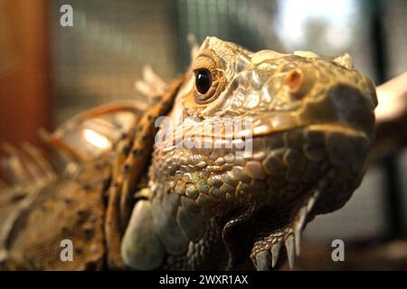 Ein Leguan (wahrscheinlich ein männlicher, grüner Leguan, Iguana-Leguan) in einer Veterinäreinrichtung, die vom Zoo von Bali in Singapadu, Sukawati, Gianyar, Bali, Indonesien geleitet wird. Stockfoto