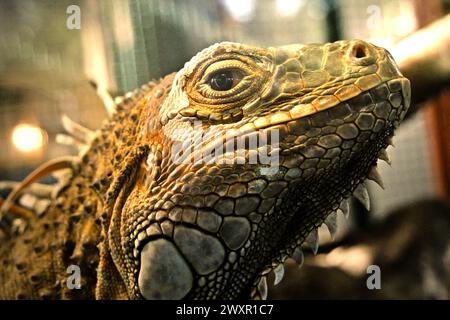 Ein Leguan (wahrscheinlich ein männlicher, grüner Leguan, Iguana-Leguan) in einer Veterinäreinrichtung, die vom Zoo von Bali in Singapadu, Sukawati, Gianyar, Bali, Indonesien geleitet wird. Stockfoto