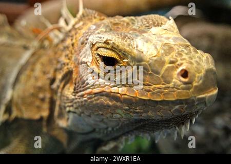 Ein Leguan (wahrscheinlich ein männlicher, grüner Leguan, Iguana-Leguan) in einer Veterinäreinrichtung, die vom Zoo von Bali in Singapadu, Sukawati, Gianyar, Bali, Indonesien geleitet wird. Stockfoto