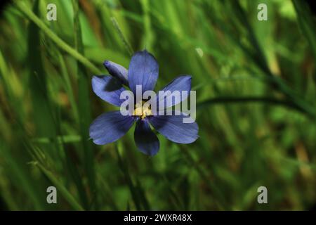 Blauäugiges Gras. Stockfoto