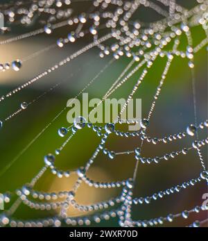 Tropfen auf dem Netz glitzern im Licht der Morgensonne wie Diamanten an einer Halskette. Stockfoto