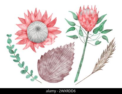 Aquarellstil Vektor Illustrationen Set von Protea Blume und Blüte Stock Vektor