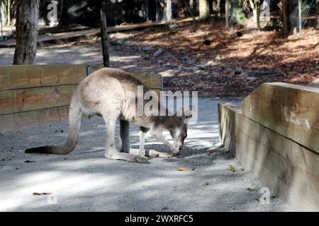 Solitary Agile Wallaby (Notamacropus agilis) auf der Suche nach Nahrung : (Bild Sanjiv Shukla) Stockfoto