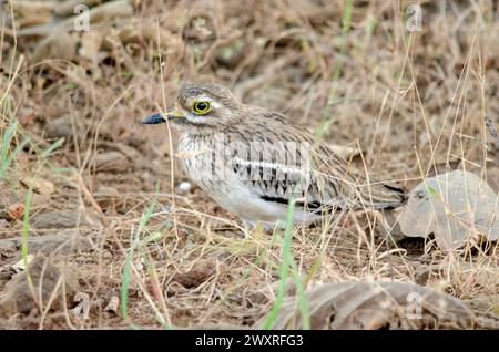 Indischer Steinbrach oder indisches dickes Knie (Burhinus indicus) beobachtet in Sasan GIR in Gujarat, Indien Stockfoto