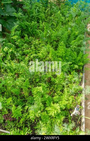 Im Garten sprießen Pflanzen, im Beet wachsen Karotten. Ökologischer Landbau, Landwirtschaftskonzept Stockfoto