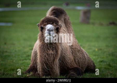 Lustige Kamele. Baktrisches Kamel. Bankfeiertag in einem Safari Park. Stockfoto