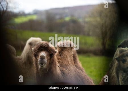 Lustige Kamele. Baktrisches Kamel. Bankfeiertag in einem Safari Park. Stockfoto