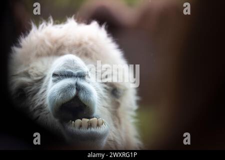 Lustige Kamele. Baktrisches Kamel. Bankfeiertag in einem Safari Park. Stockfoto