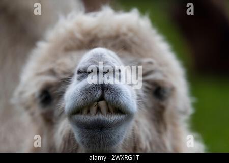 Lustige Kamele. Baktrisches Kamel. Bankfeiertag in einem Safari Park. Stockfoto