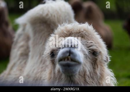 Lustige Kamele. Baktrisches Kamel. Bankfeiertag in einem Safari Park. Stockfoto