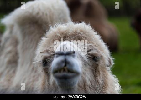 Lustige Kamele. Baktrisches Kamel. Bankfeiertag in einem Safari Park. Stockfoto