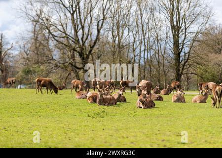 Rotwild-Herde. Bankfeiertag im Longleat Safari Park. Stockfoto