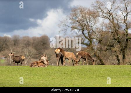 Rotwild-Herde. Bankfeiertag im Longleat Safari Park. Stockfoto