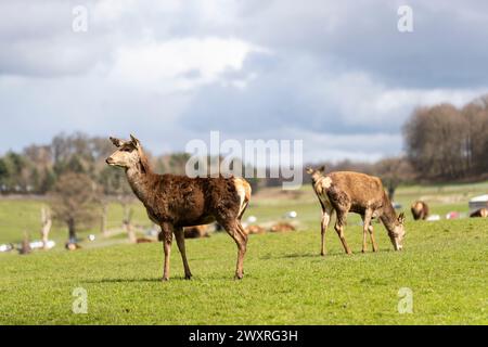 Rotwild-Herde. Bankfeiertag im Longleat Safari Park. Stockfoto